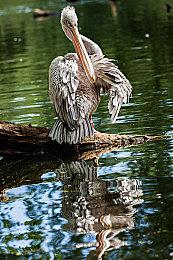 《逃离塔科夫：竞技场》确认即将登陆Epic游戏商城